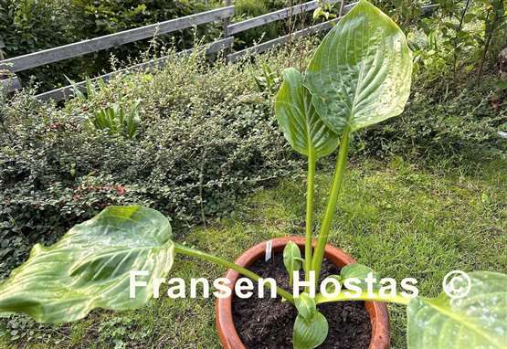 Hosta Sombrero